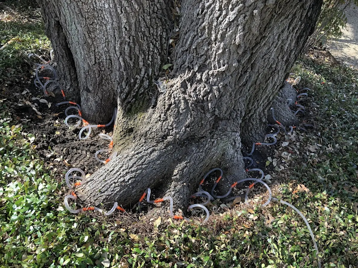 Detailed Tree Cabling and Bracing job site in Laporte